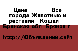 Zolton › Цена ­ 30 000 - Все города Животные и растения » Кошки   . Брянская обл.,Брянск г.